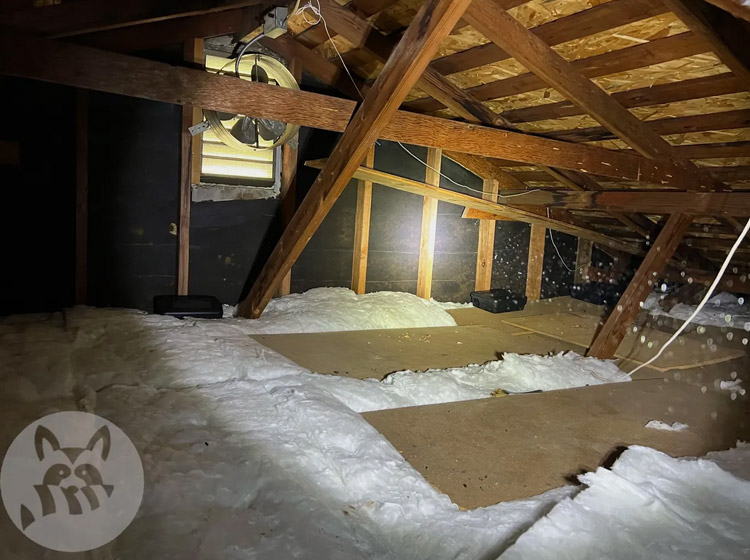 Neophobia- Why Rats Shy Away From Traps