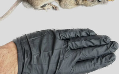 Quantity Over Quality- How Fast Can Rats Reproduce?