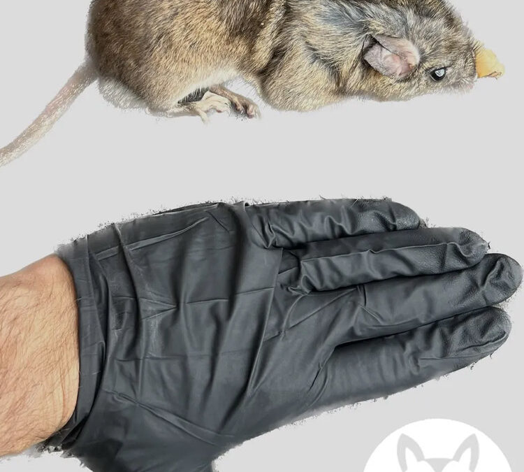 Quantity Over Quality- How Fast Can Rats Reproduce?