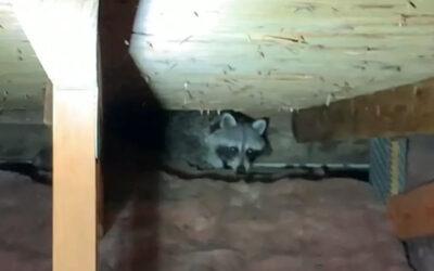 Raccoon Latrines 101