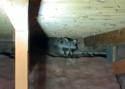 Raccoon-Latrines-101