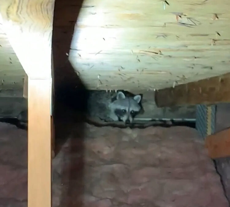 Raccoon-Latrines-101