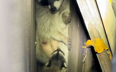 Raccoon Reunion Box- Keeping Raccoon Families Together