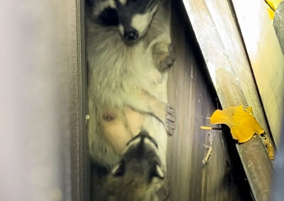 Raccoon-Reunion-Box-Keeping-Raccoon-Families-Together