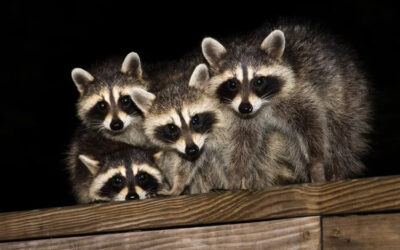 Help! Raccoons Digging Up Flower and Garden Beds!