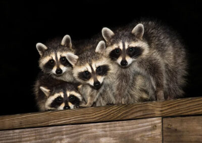 Raccoons-Digging-Up-Flower-and-Garden-Beds