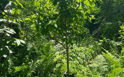 Replanting Trees for Critters