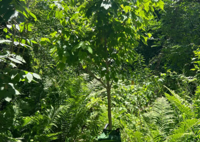 Replanting-Trees-for-Critters