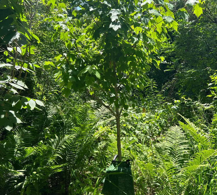 Replanting Trees for Critters