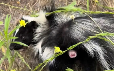Skunk and Dog Encounters-Prevention in the Arizona Desert