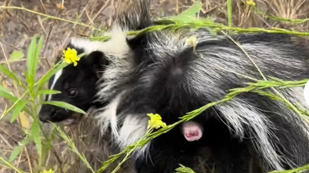 Skunk and Dog Encounters-Prevention in the Arizona Desert