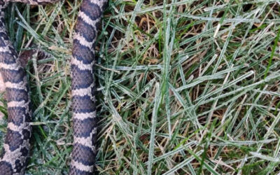 Snake Removal & Prevention