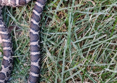 Snake-Removal-and-Prevention