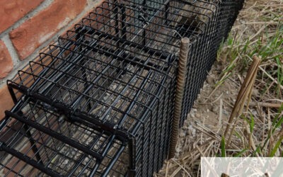 The Ins & Outs of Groundhog Burrows