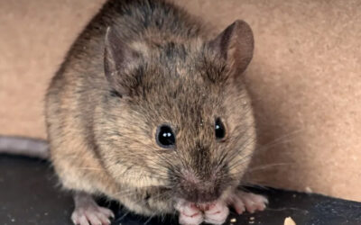 The Interconnection Between Opossums, Mice & Rats