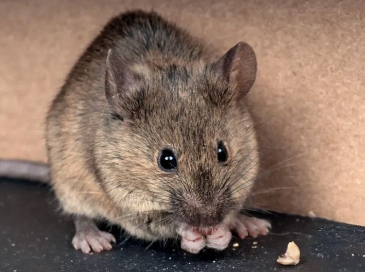 The Interconnection Between Opossums, Mice & Rats