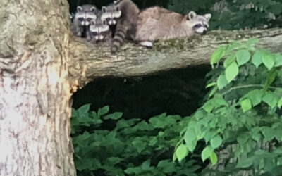 The Raccoon- Intelligent, Adaptable & Familial