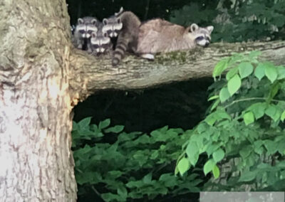 The-Raccoon-Intelligent-Adaptable-and-Familial