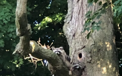 Three Similarities Between Attics and Natural Dens