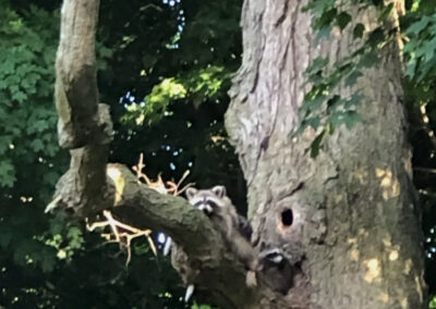Three-Similarities-Between-Attics-and-Natural-Dens