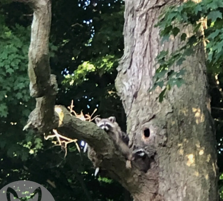 Three Similarities Between Attics and Natural Dens