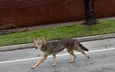 Too Close for Comfort- Coyotes & Small Game