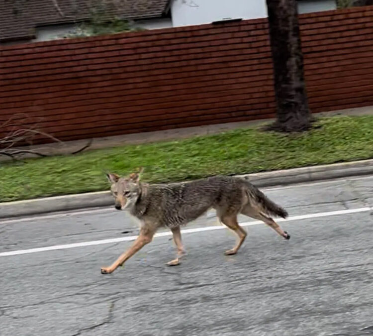 Too Close for Comfort- Coyotes & Small Game