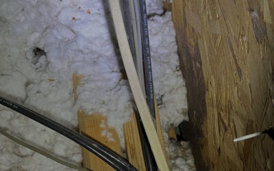 We Don’t Hear Them Scratching Every Night