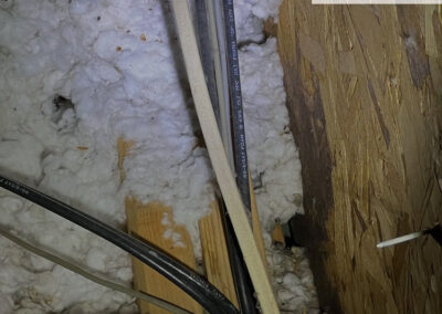 We-Dont-Hear-Them-Scratching-Every-Night