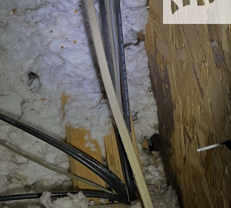 We Don’t Hear Them Scratching Every Night