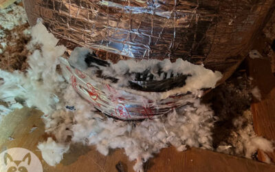 What Are They Chewing at in My Attic?