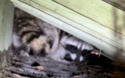 What Purpose Does a Raccoons Mask Serve?