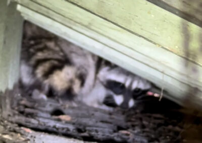 What-Purpose-Does-a-Raccoons-Mask-Serve