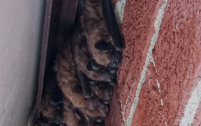 What Size Holes Can Bats Get Through?