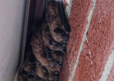 What-Size-Holes-Can-Bats-Get-Through