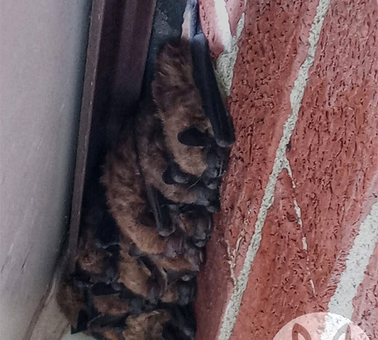 What Size Holes Can Bats Get Through?