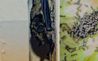 What You Need To Know About Guano