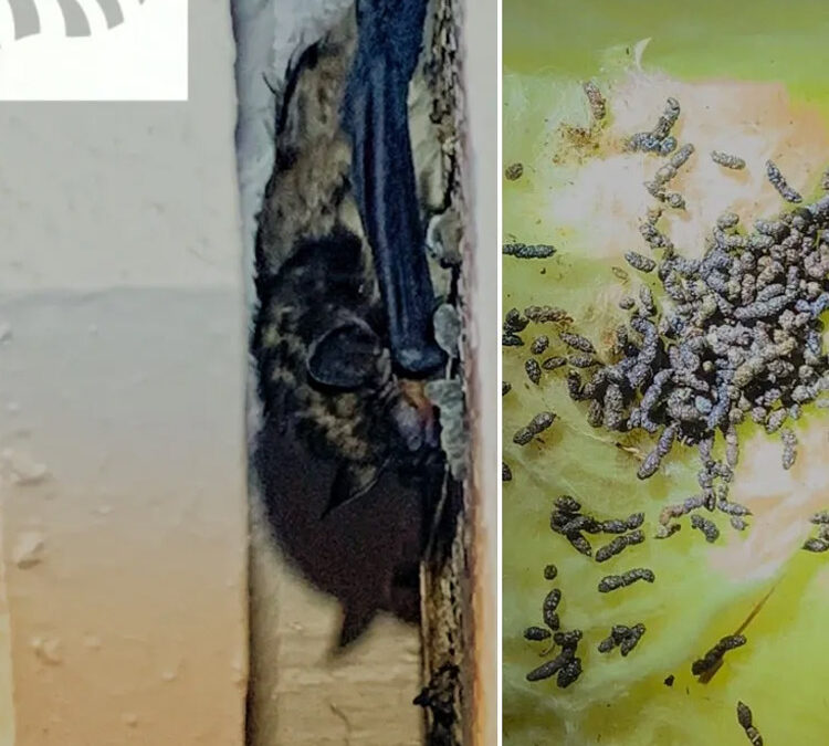 What You Need To Know About Guano