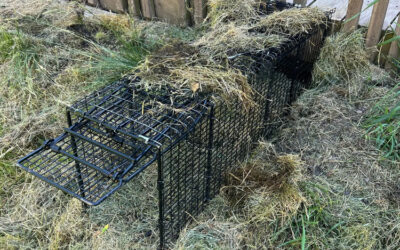 Where To Place Your Groundhog Traps