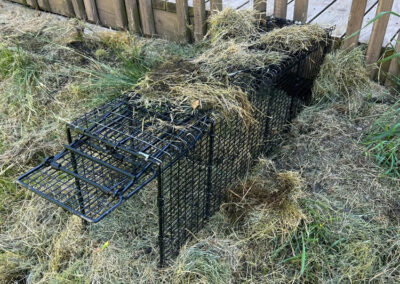 Where-To-Place-Your-Groundhog-Traps