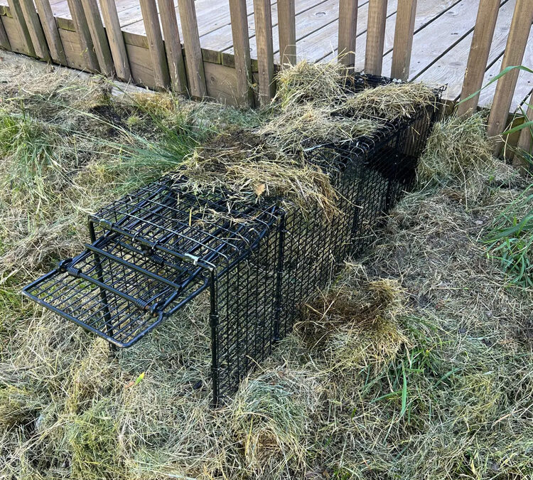 Where To Place Your Groundhog Traps