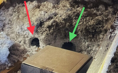 Which Arizona Critters Are Associated With Insulation Burrows?