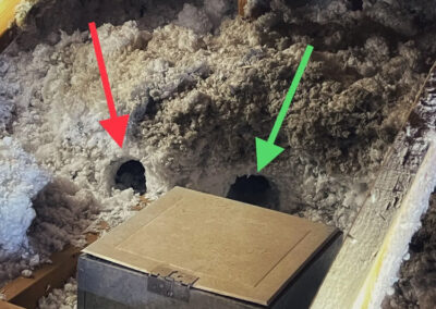 Which-Arizona-Critters-Are-Associated-With-Insulation-Burrows