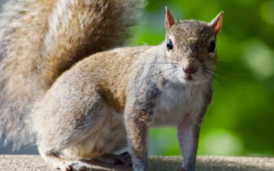 What to Do With a Squirrel in the Basement?