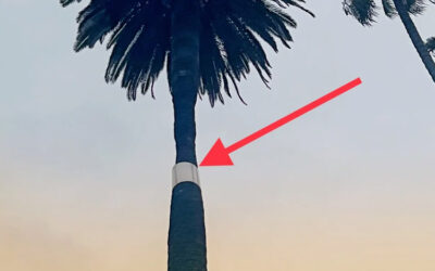 Explained! Why Are Some Trees Wrapped With Metal Collars?