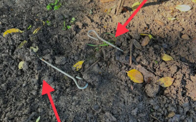 Why Do Moles Dig So Many New Tunnels?