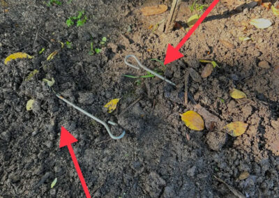 Why Do Moles Dig So Many New Tunnels