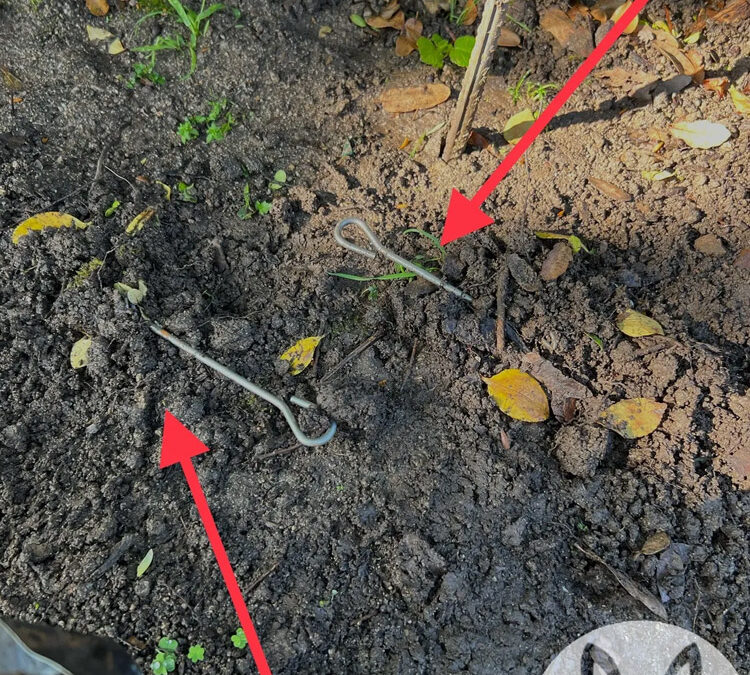 Why Do Moles Dig So Many New Tunnels?