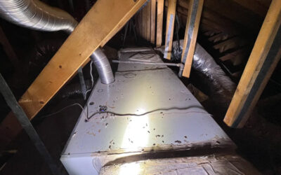 Why Trap & Repair Instead of Poison To Control Rats?