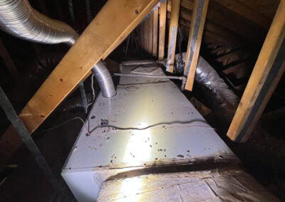 Why-Trap-Repair-Instead-of-Poison-To-Control-Rats